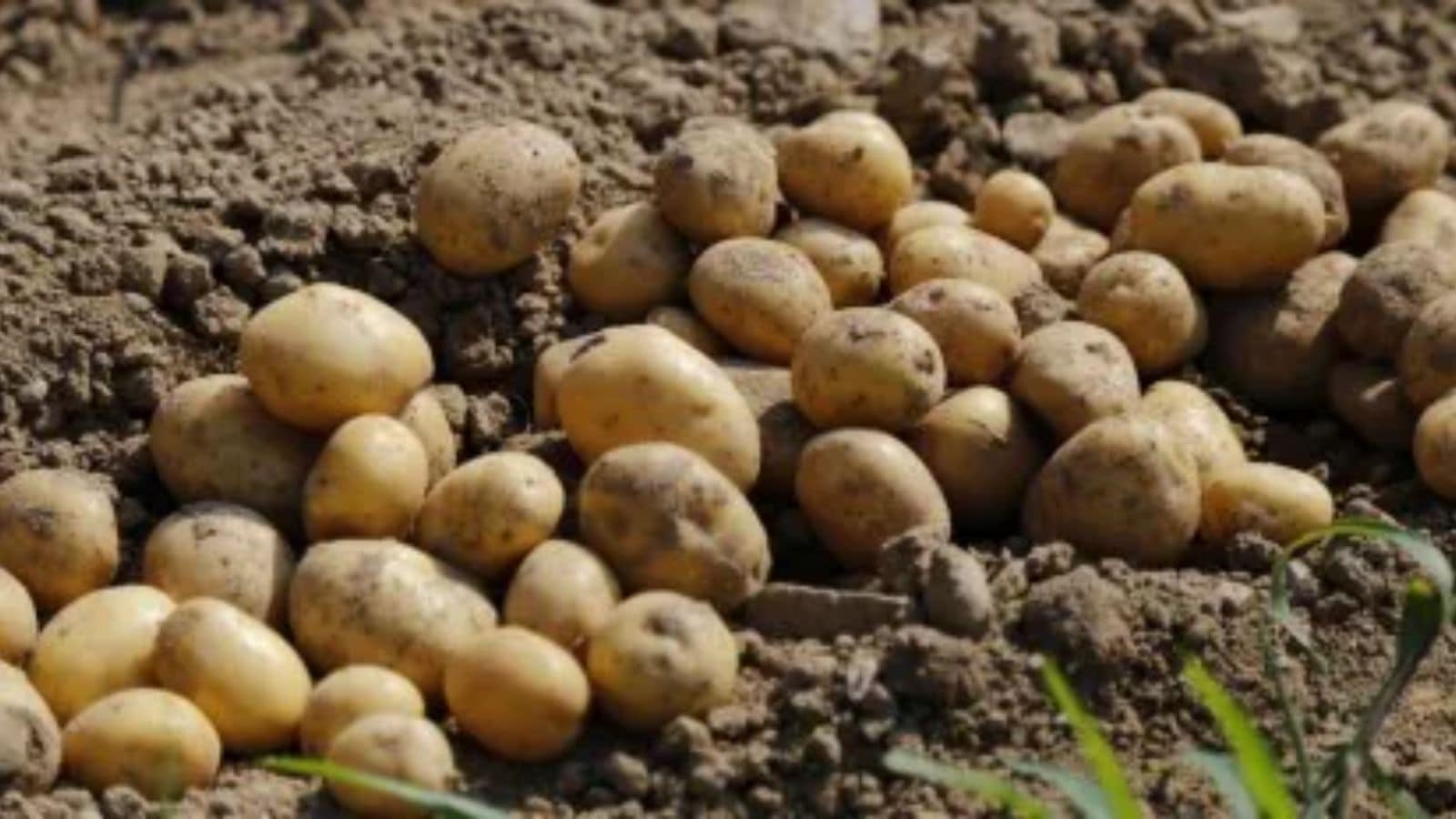 Cabinet approves the establishment of South Asia Regional Center of International Potato Center in Agra