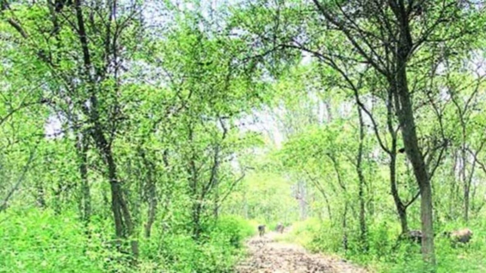 How an Indore man replaced the barren land in a rich forest. Bharat News