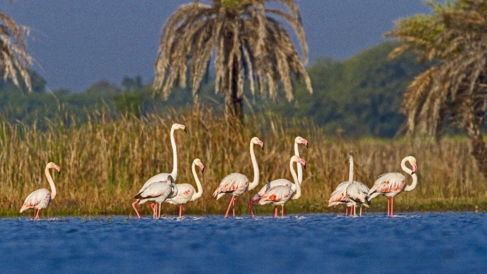 India's Ramsar site Tally 91 is touched as two and Rajasthan Wetlands. Bharat News