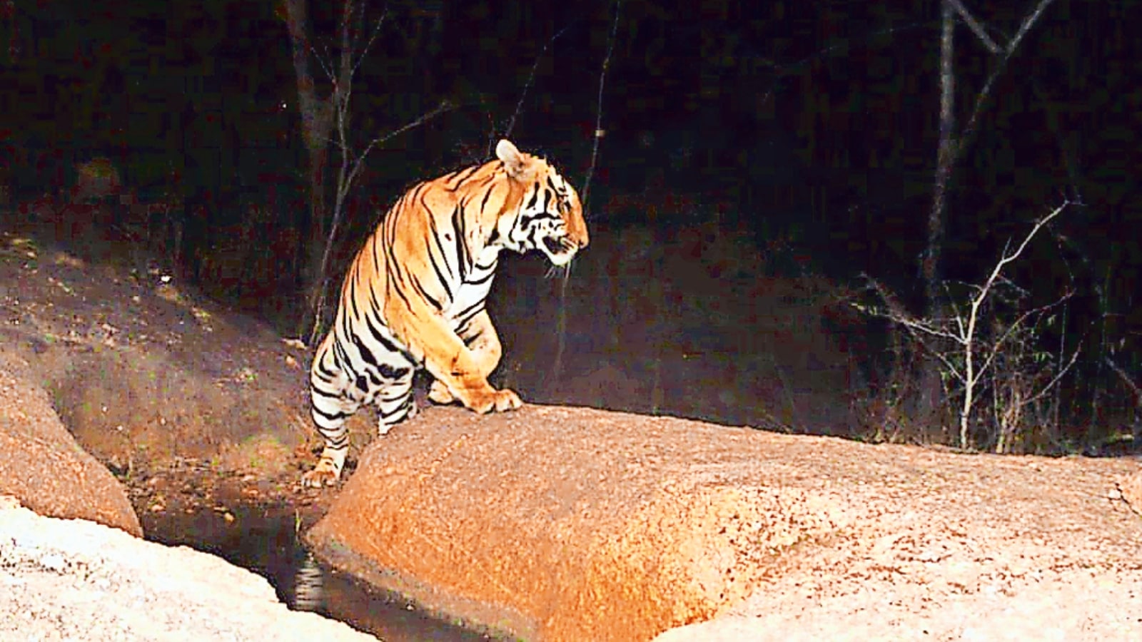 Male tiger who was caught in Madhya Pradesh
