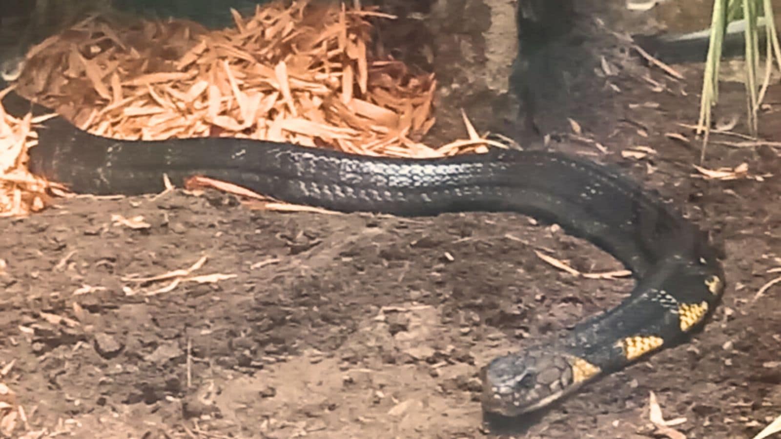 Raja Cobra brought to Madhya Pradesh in exchange for the death of a tiger, CM's pet project back established India News