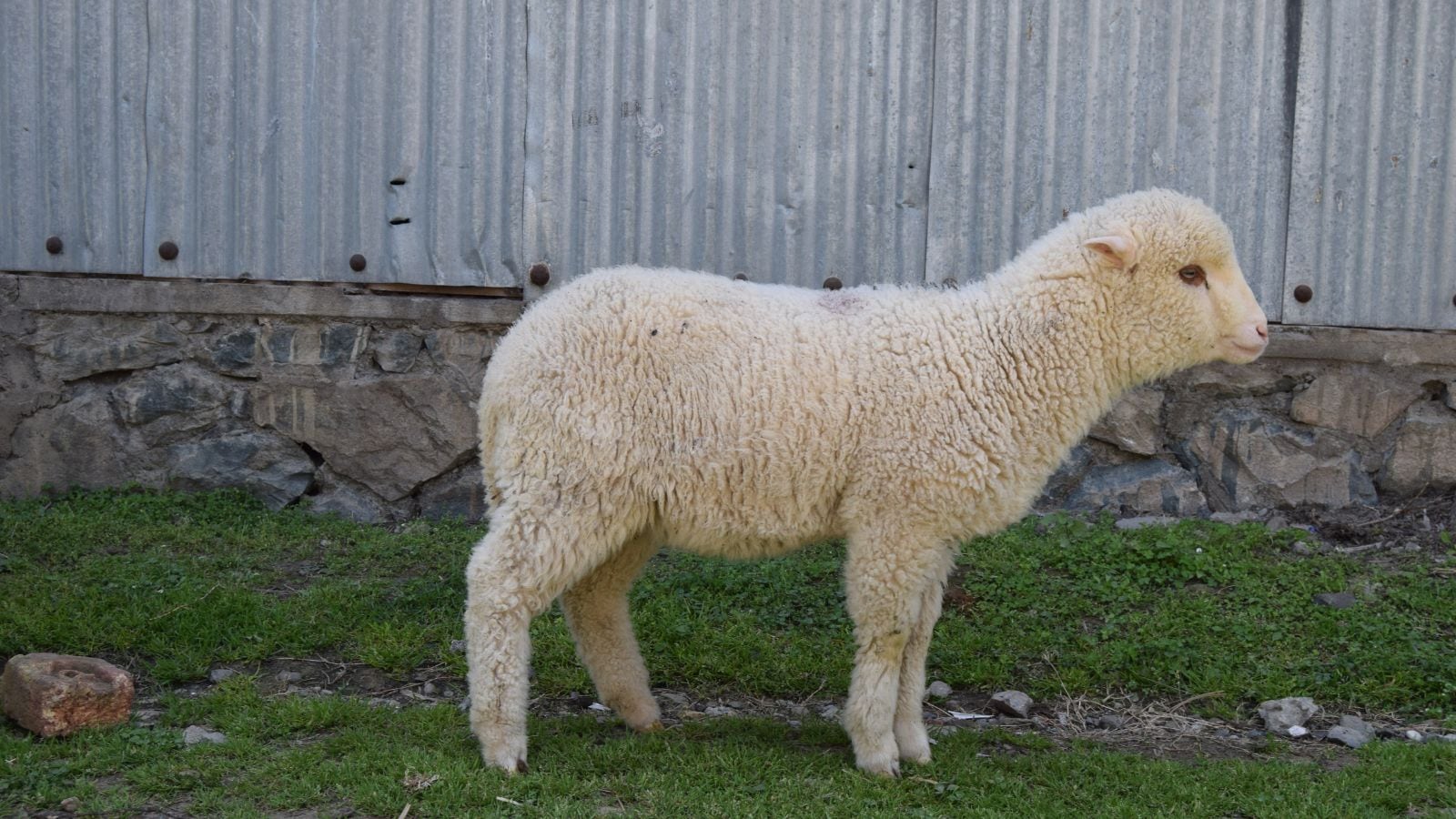 Researchers at the University of Kashmir produce India's first gene-edited sheep: 'Birth of a new era'. Bharat News