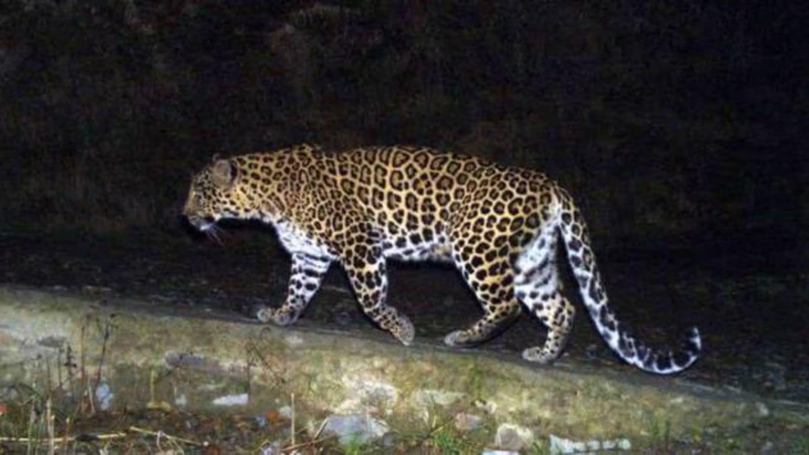 The 4 -year -old daughter of the migrant laborer couple was dragged into the forest by leopard, found dead. Bharat News