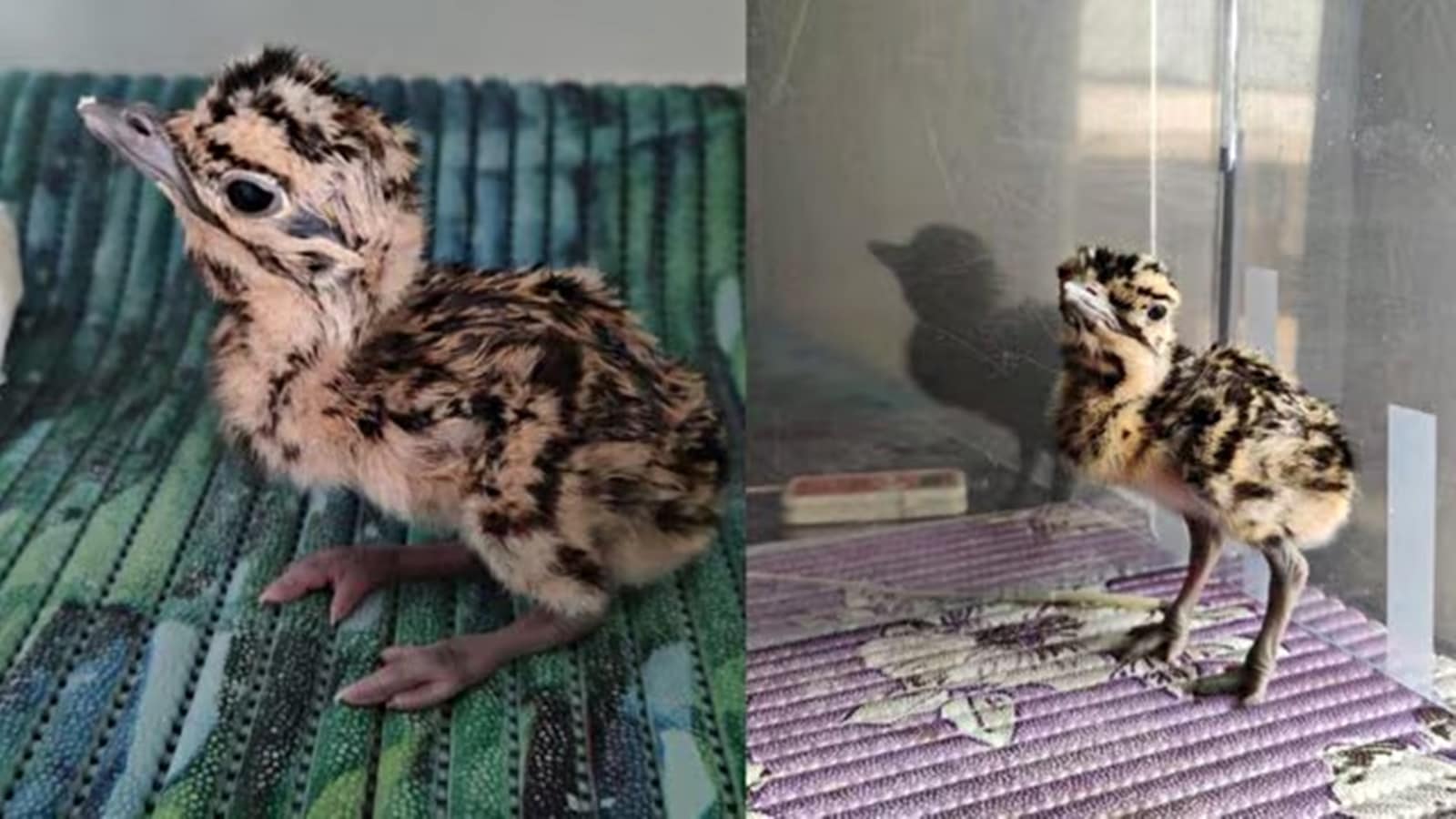 The newly constructed Great Indian Bustard Chicks in Sindoor, Vyom, Sophia - Jaisalmer find a bell -ringing names. Bharat News