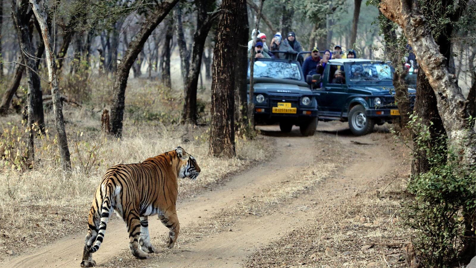 Third Tiger Death in RanthamBore: There is no decision on the advice of the panel to shift three ‘raised’ tigers. Bharat News