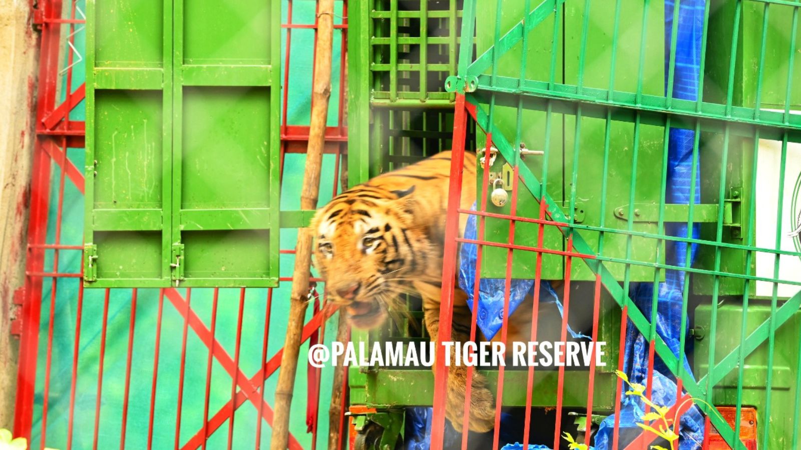Tiger follows the child in Ranchi House, jumps from the window; Hours-Lumbers leads to rescue operation. Bharat News