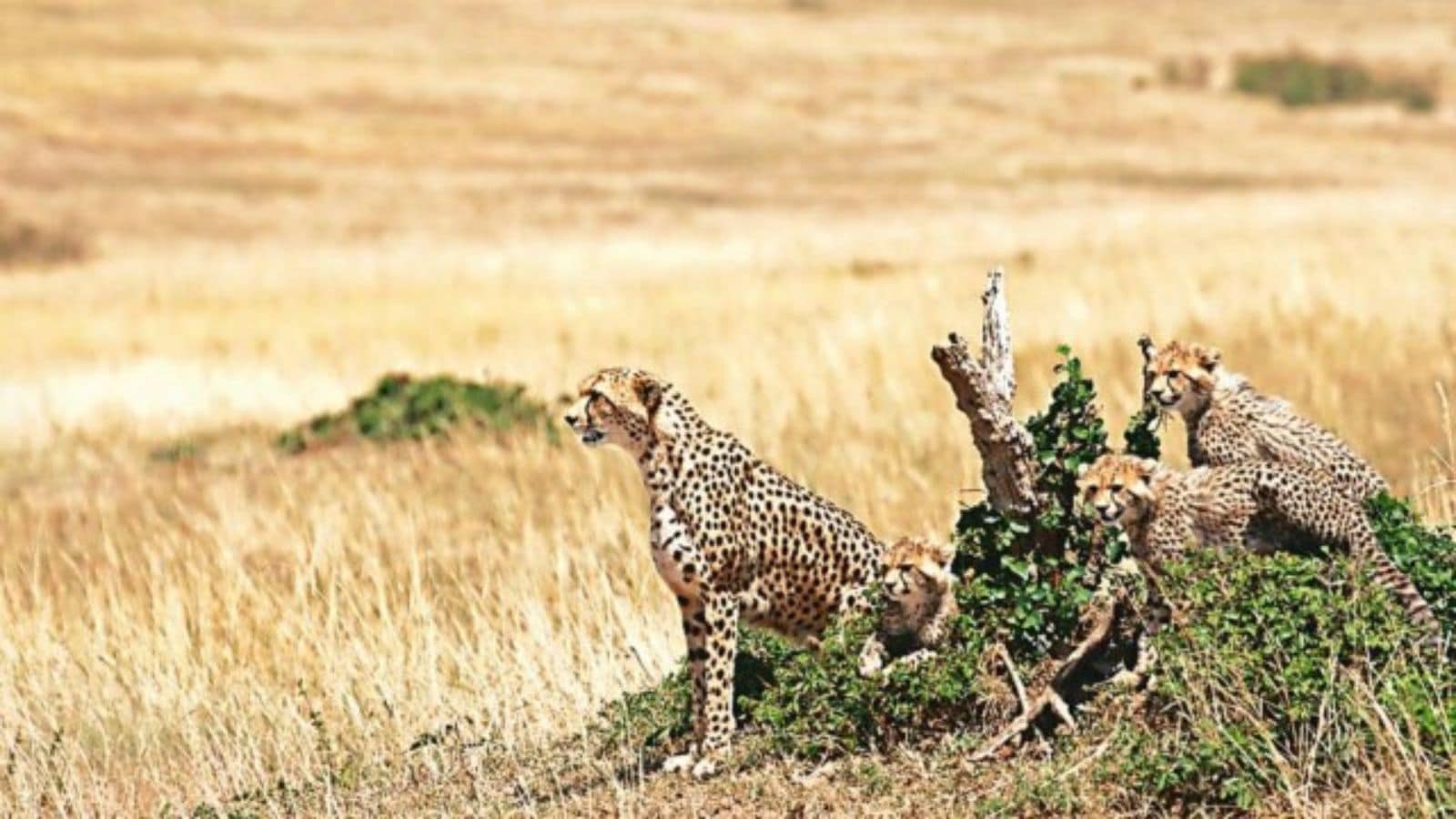 'Wrong concerns', 'misunderstanding': In paper countering project cheetah criticism, officials say that animals are now well adapted. Bharat News