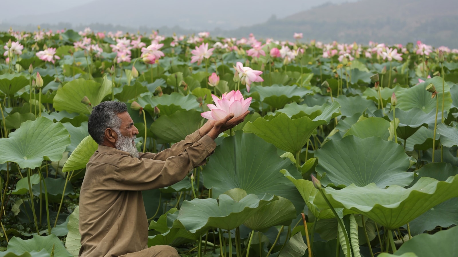 After 30 years, the lotus blooms in the Wular lake of Kashmir: 'I thought that we have lost the gift of God forever'. Bharat News