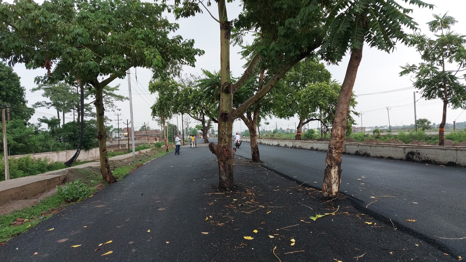Bihar’s new rupee’s 100 crore road is a not-money issue-trees standing in time. Bharat News