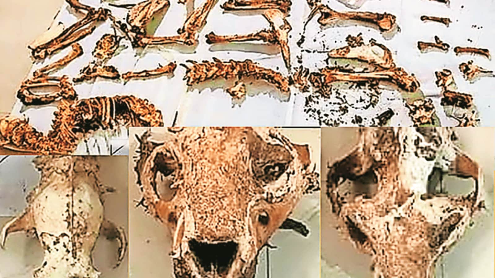 Illegal alarm near Ranthambhore: Three tigers shown to be seized bones were killed. Bharat News