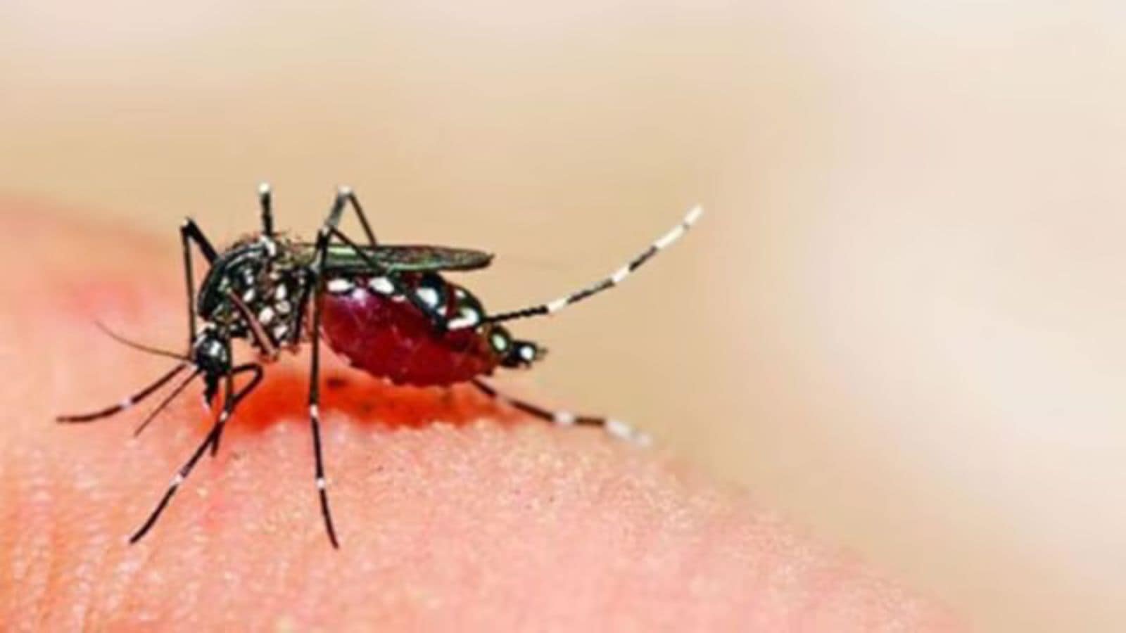 In Andhra Pradesh, dealing with mosquito danger - with little help from AI. Bharat News