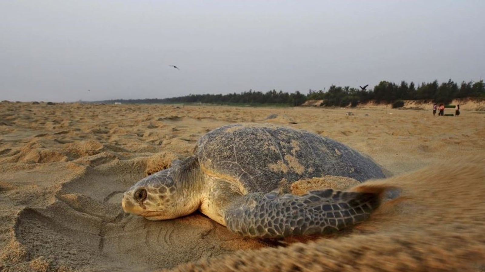 The ministry trimmed forest land for Puri Airport, Olive Ridley Turtles, Cit to India News on migratory birds